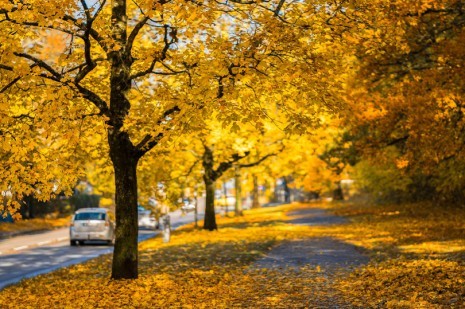 5 coisas que tem que fazer para preparar o seu carro para o outono
